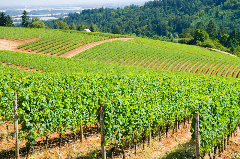 Yamhill Wine Country